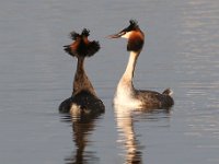 Die hofmakery5 : frieda